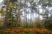 Mixed forest (Beech, Pine, Spruce) in autumn, Vosges du Nord Regional Nature Park, France