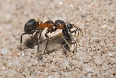Fourmi des champs (Formica pratensis) capturant une fourmi ailée, Parc naturel régional des Vosges du Nord, France