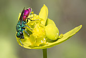 Golden wasp (Chrysis trimaculata) on spurge, Mont Ventoux, Provence, France