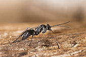 Cockroach wasp (Dolichurus corniculus), Vosges du Nord Regional Nature Park, France