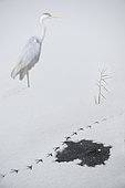 Héron cendré (Ardea cinerea) traces dans la neige sur un étang gelé, Parc naturel régional des Vosges du Nord, France