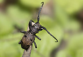 Grey Beetle (Morimus funereus), Mont Ventoux, Provence, France