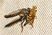 Robber fly (Neomochtherus geniculatus) on a cloth, Vosges du Nord Regional Nature Park, France