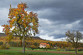 Autumn landscape of the Northern Vosges, Niederbronn-Les-Bains, Northern Vosges Regional Nature Park, France