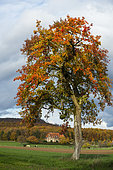 Pear tree in autumn in the Northern Vosges, Niederbronn-Les-Bains, Northern Vosges Regional Nature Park, France