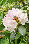 Rhododendron 'Mrs Charles Pearson', flowers