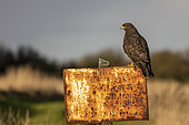 Common Buzzard (Buteo buteo) on a rusty sign in winter, Pas de Calais, France