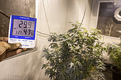 CBD producer or cannabiculturist (cannabidiol) checking temperature and hygrometry in a container where are located its reproductive plants lit by sodium lamps 18 hours a day, Montagny, France