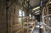 Stable of a CBD (cannabidiol) producer or cannabiculturist who also has cows and who dries the hemp flowers in the stable. The cows are outside at the time of the drying of the cannabis buds, Montagny, France.
