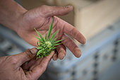 CBD (cannabidiol) producer or cannabiculturist showing a head of hemp in flower, Montagny, France.