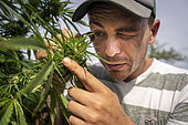 CBD (cannabidiol) producer or cannabiculturist monitoring with a specific magnifying glass the development of trichomes before harvesting hemp heads, Montagny, France