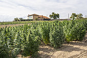 Hemp field for CBD (cannabidiol) production 15 days before the harvest of the hemp heads, Montagny, France.