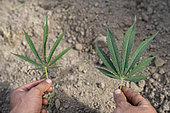 CBD (cannabidiol) producer or cannabiculturist in his field showing two leaves of Sativa hemp with different shapes, Montagny, France.