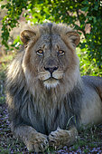 Young male lion (Panthera leo). Tuli Block. Botswana