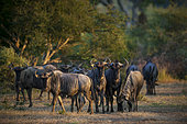 Small Blue wildebeest, common wildebeest, white-bearded gnu or brindled gnu (Connochaetes taurinus) herd in beautiful early morning light. Tuli Block. Botswana.