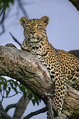A leopard (Panthera pardus) with beautiful green eyes resting in a tree. Tuli Block. Botswana.