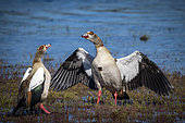 Egyptian goose (Alopochen aegyptiaca) male and female engaging in a noisy greeting and courtship display. Kleinmond, Whale Coast, Overberg. Western Cape. South Africa