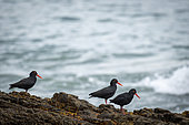 African oystercatcher or African black oystercatcher (Haematopus moquini) on a rock with the Indian Ocean in the Background, Hermanus, Whale Coast, Overberg, Western Cape, South Africa.