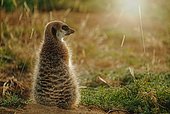 A meerkat or suricate (Suricata suricatta) in the early morning light. Cradock, Eastern Cape. South Africa.
