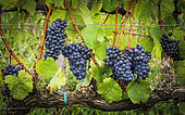 Bunches of grapes hanging on rrape vines growing in the Overberg, Western Cape, South Africa.