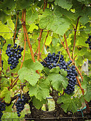 Bunches of grapes hanging on rrape vines growing in the Overberg, Western Cape, South Africa.