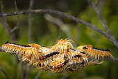 Cape lappet moth (Eutricha capensis) caterpillars clumped on a tree branch. Hermanus, Whale Coast, Overberg, Western Cape, South Africa.