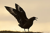 Great Skua (Stercorarius skua), side view of an adult stretching its wings, Southern Region, Iceland
