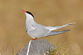 Arctic Tern (Sterna paradisaea), side view of an adult standing on a rock, Western Region, Iceland