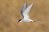Arctic Tern (Sterna paradisaea), side view of an adult in flight, Western Region, Iceland