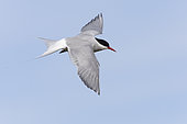 Arctic Tern (Sterna paradisaea), side view of an adult in flight, Southern Peninsula, Iceland