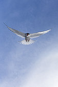 Arctic Tern (Sterna paradisaea), adult in flight seen from below, Southern Peninsula, Iceland