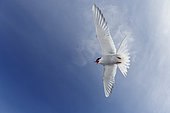 Arctic Tern (Sterna paradisaea), adult in flight seen from below, Southern Peninsula, Iceland