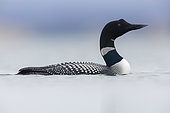 Great Northern Loon (Gavia immer), side view of an adult in the water, Northeastern Region, Iceland