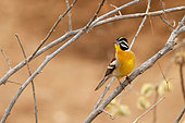 Golden-breasted bunting (Emberiza flaviventris) on a branch, Hwange NP, Zimbabwe