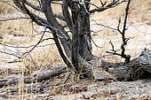 Kori bustard (Ardeotis kori) in the bush, Hwange, NP, Zimbabwe