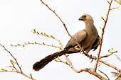 Grey go-away-bird (Crinifer concolor) on a branch, Hwange, NP, Zimbabwe