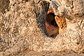 Lion (Panthera leo) young watching his siblings from a tree hole, Hwange, NP, Zimbabwe