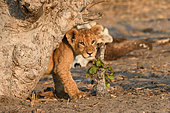 Lion (Panthera leo) young in bush, Hwange, NP, Zimbabwe