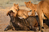 Lion (Panthera leo), cubs playing on the skull of a buffalo, Hwange NP, Zimbabwe