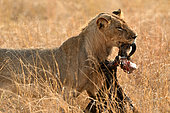 Lion (Panthera leo), male carrying a wildebeest carcass, Hwange, NP, Zimbabwe