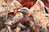 White-backed Vulture (Gyps africanus), Vulture on a carcass, Bomani concession), Hwange, NP, Zimbabwe