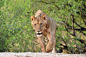 Lion (Panthera leo), young male approaching, Hwange, NP, Zimbabwe