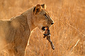 Lion (Panthera leo), female with a bone in mouth, Hwange, NP, Zimbabwe