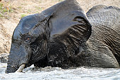 African bush elephant (Loxodonta africana), Elephant going the Zambezi River, Zimbabwe