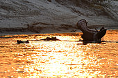 Group of Hippopotamus (Hippopotamus amphibius) in the Zambezi River between Zambia and Zimbabwe