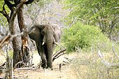 African bush elephant (Loxodonta africana), Elephant in forest in Hwange, NP, Zimbabwe
