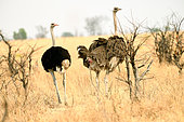African Ostrich (Struthio camelus), pair in the savanna,Hwange, NP, Zimbabwe