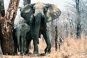 African bush elephant (Loxodonta africana), worried female protecting her young, Hwange, NP, Zimbabwe