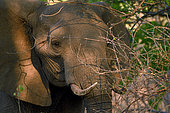 African bush elephant (Loxodonta africana) portrait on bush, Hwange, NP, Zimbabwe