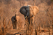 African bush elephant (Loxodonta africana) in savanna, Hwange, NP, Zimbabwe